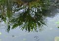 2009-1110-1120_Pond_6,0C